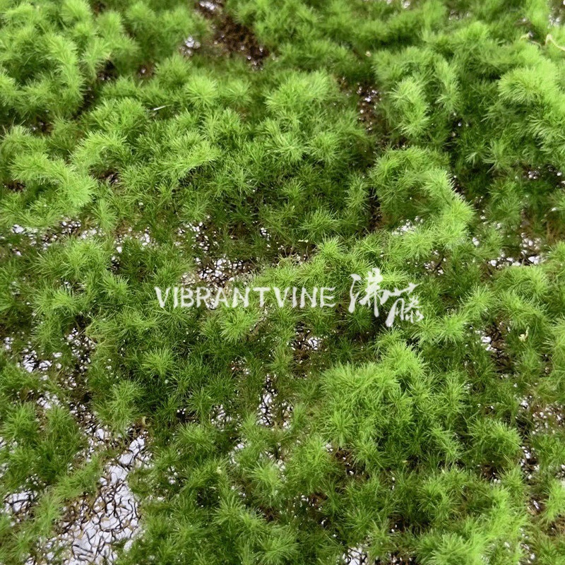 仿真绿植青苔藓皮青苔坪橱窗软装苔藓绿地墙面植物墙装饰人造草坪详情2