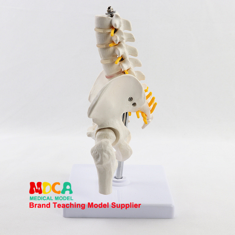 Medical model, pelvic and reproductive anatomy teaching model, tuning fork, traditional Chinese medicine physiotherapy auxiliary tool, suitable for teaching and training pic 13