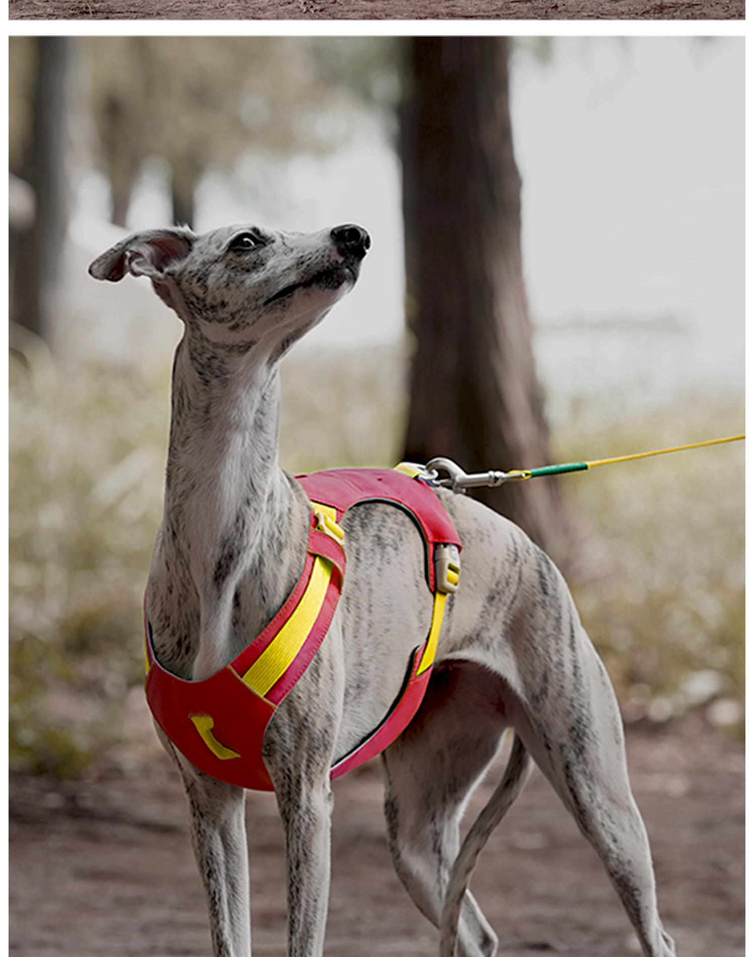 ZOOLAND狗狗胸背牵引绳遛幼小中大型犬泰迪柯基比熊边牧博美链子详情37