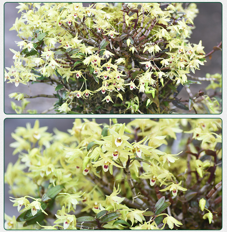 铁皮石斛苗裸苗1斤5-6月花期石斛基地批量发货种植新鲜发货大货详情5