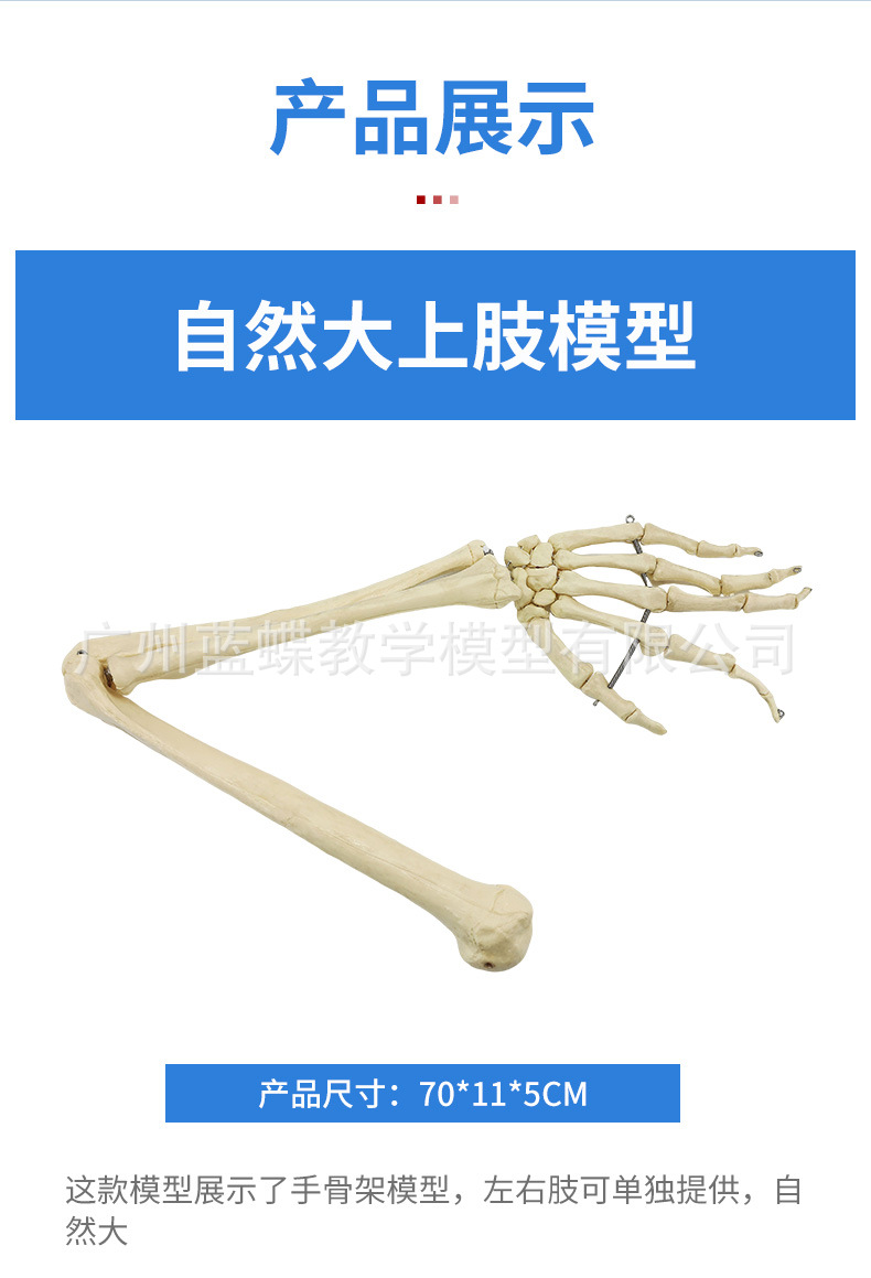 Sectional view of human internal organs, natural large upper and lower limb bone models, teaching of human body model diagrams, multi-functional anatomical display pic 89
