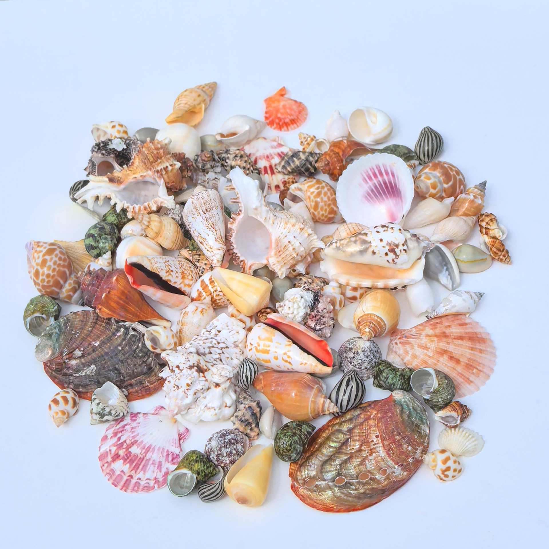 Large conch shells are sold by the pound. Large conch fish tank landscaping combination, handcrafted diy table setting, and decorative accessories pic 1