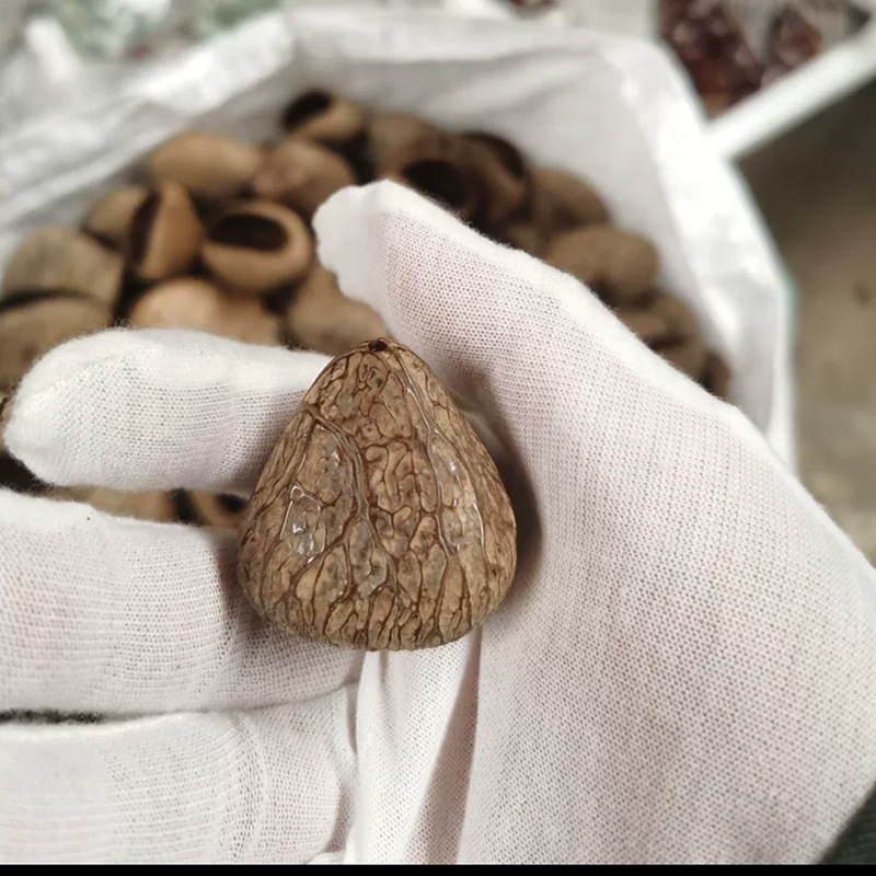 易碎印尼黑果果壳风铃diy植物混合果壳果实挂件果壳黑白两色详情10
