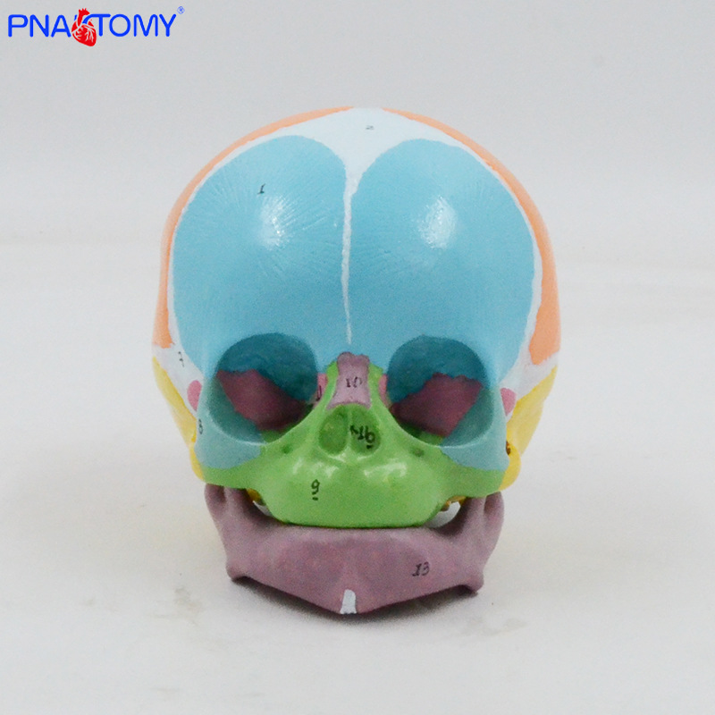 1:1 color baby skull model with digital marking, frontal fontanelle, mandibular anatomy teaching aid, medical display pic 3