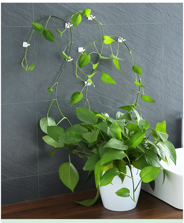 绿萝固定器藤蔓植物绿植墙上攀爬器挂钩电线固定扣爬藤造型固定夹详情3