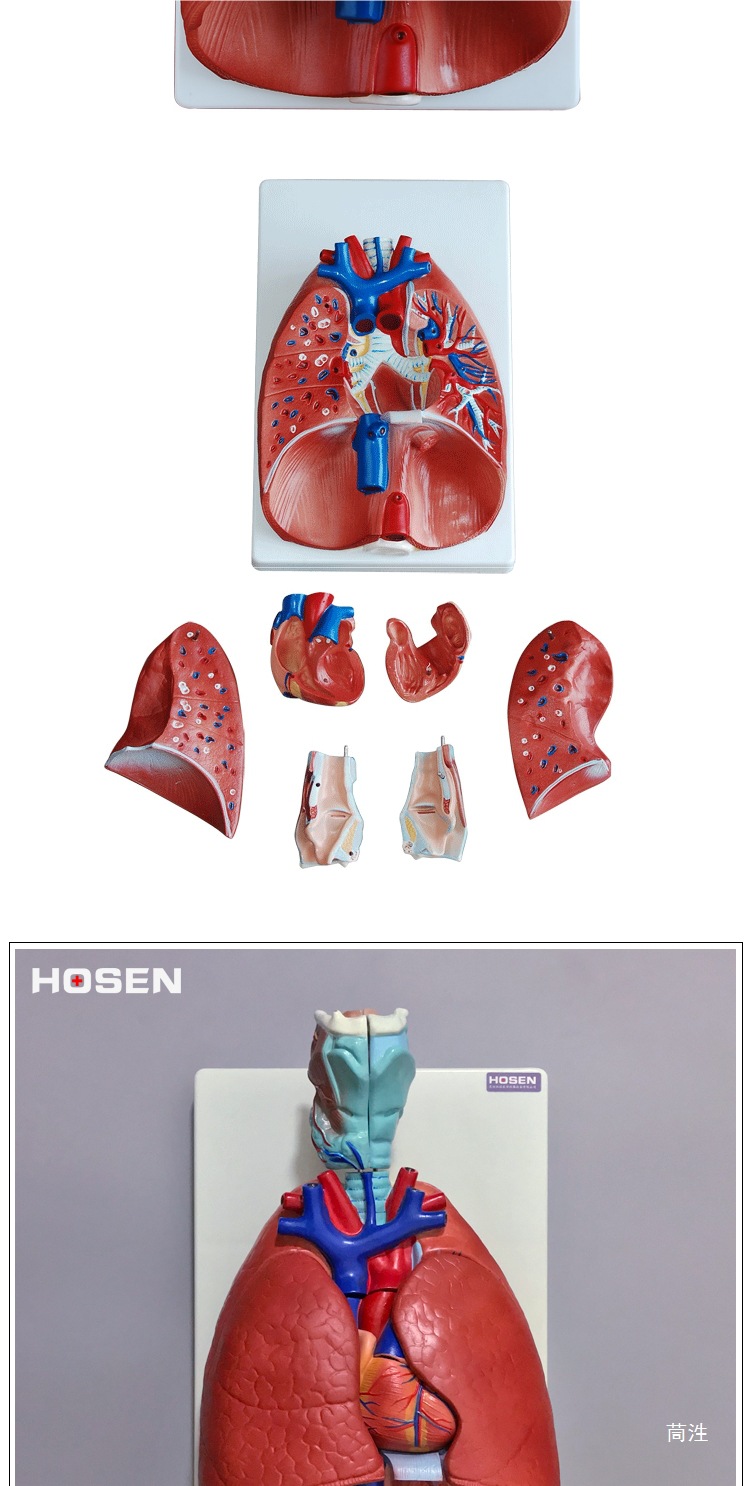 Human respiratory system model, larynx, heart and lung structure, detachable medical teaching mold props for larynx, heart and lung pic 2