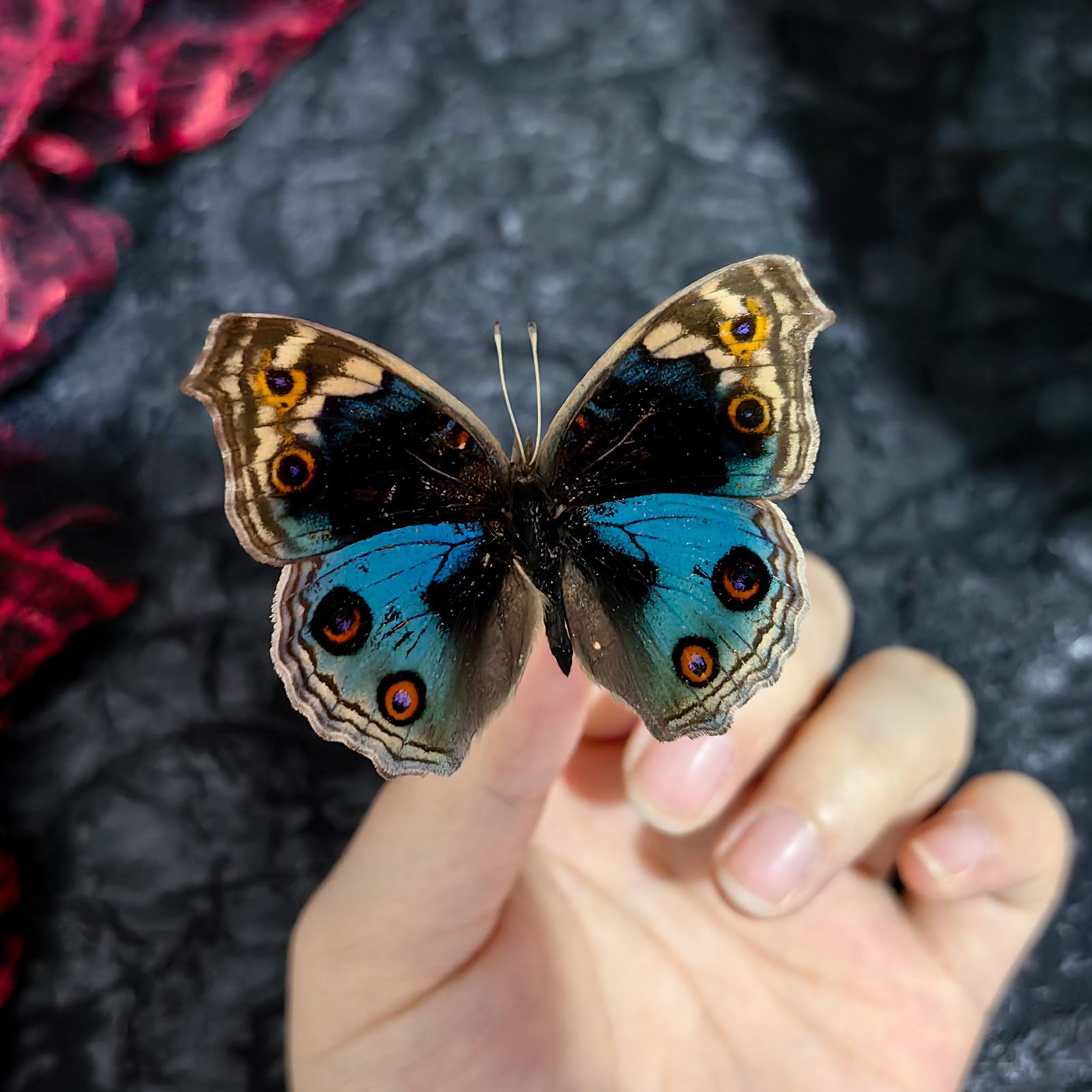 蝴蝶标本摆件真蝴蝶昆虫标本学生儿童创意生日礼科学认知科教玩具详情9