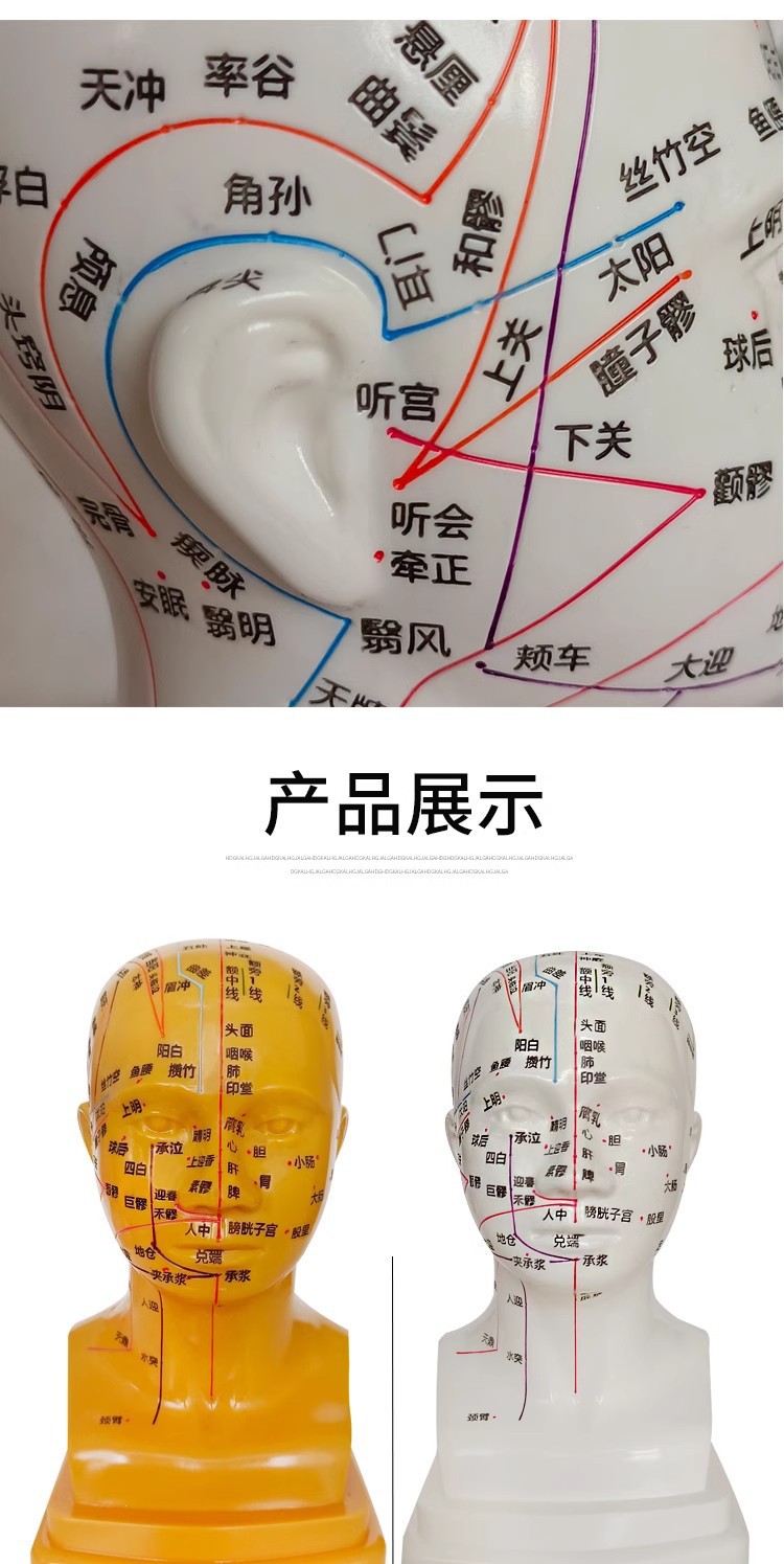 Head medical acupuncture practice model, traditional Chinese medicine acupoint meridian massage human body model, massage head model 21cm pic 13