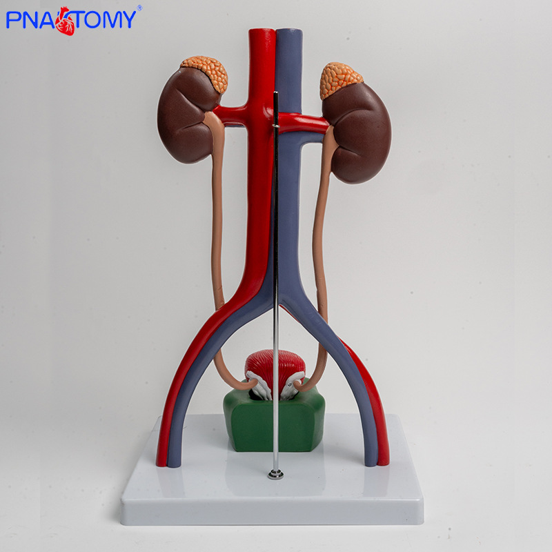 1:1 urogenital system model, kidney anatomy mold, bladder and ureter structure three-dimensional teaching pic 5