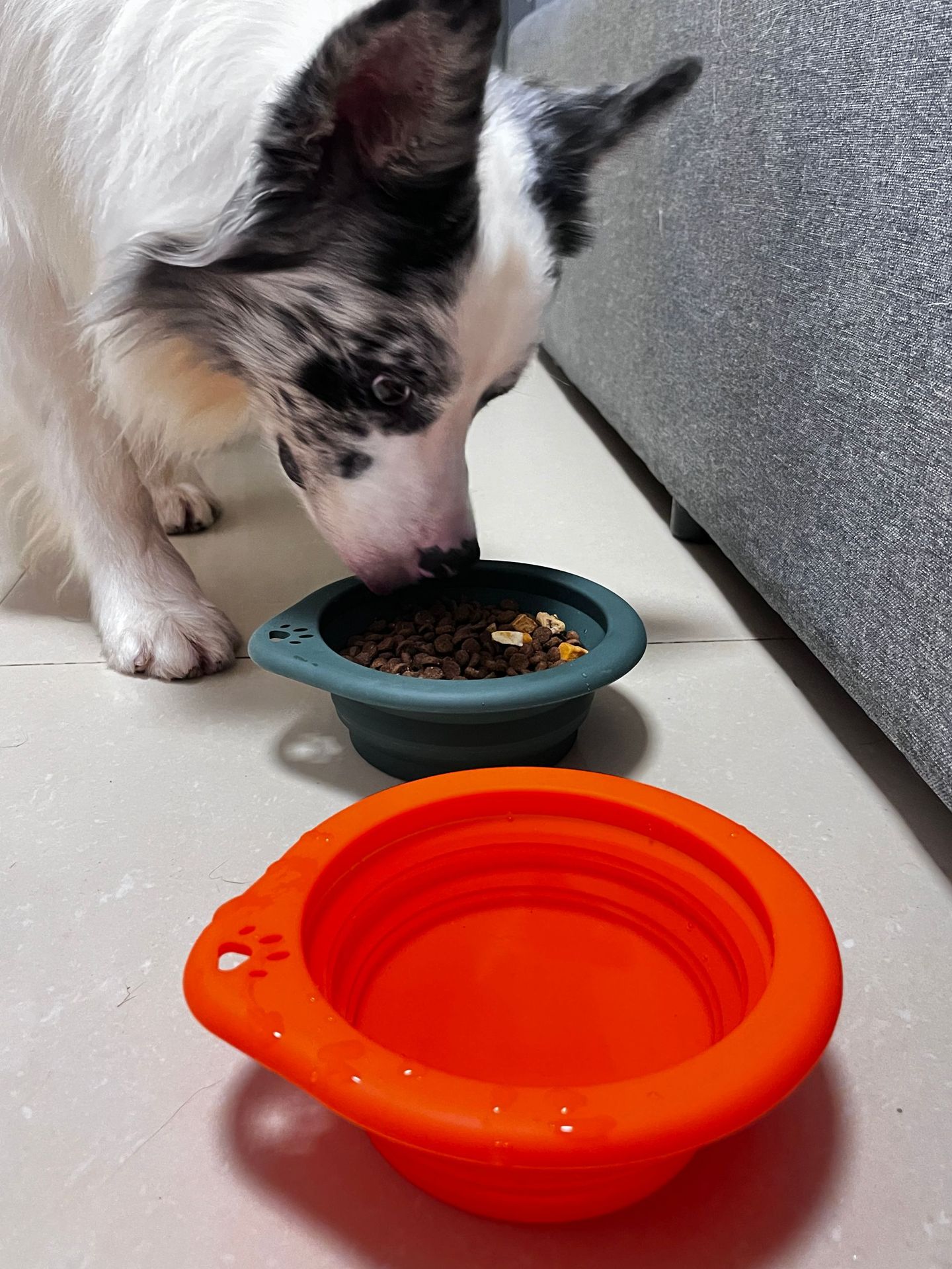 宠物用品圆形硅胶折叠碗宠物专用户外便携式狗盆喂食喝水猫碗狗碗详情9
