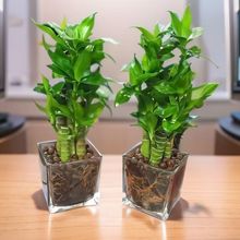 Five Blessings Money Tree small potted indoor plants, office desk small green plants potted plants, indoor flower potted plants pic 6
