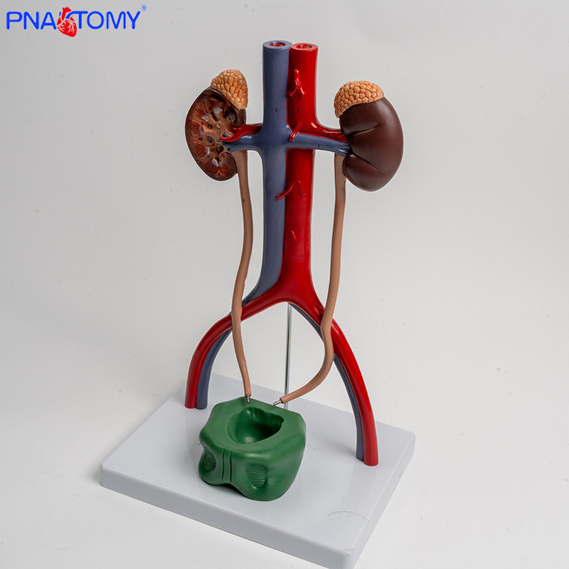 1:1 urogenital system model, kidney anatomy mold, bladder and ureter structure three-dimensional teaching pic 7