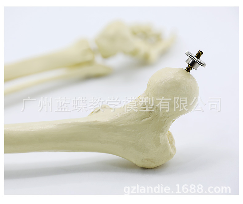 Sectional view of human internal organs, natural large upper and lower limb bone models, teaching of human body model diagrams, multi-functional anatomical display pic 96