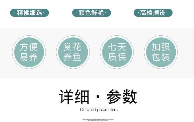网红天堂鸟盆栽室内大型植物鹤望兰客厅办公室大盆栽绿植天堂鸟苗详情4
