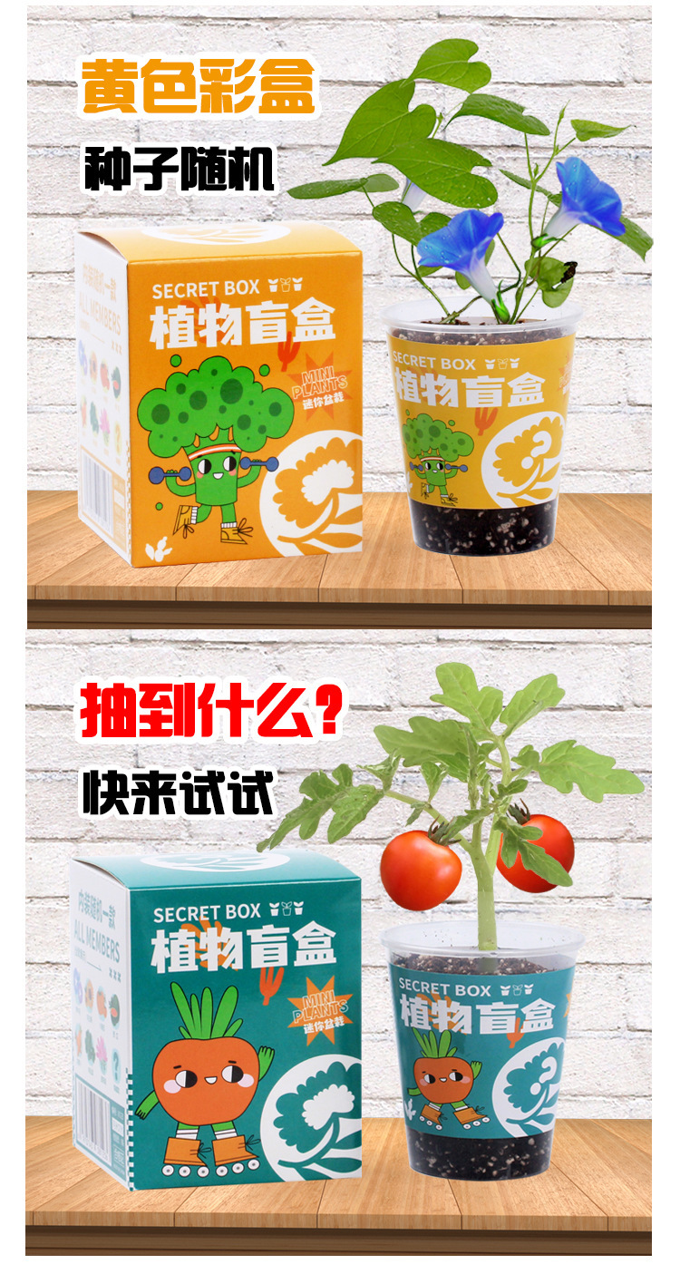 创意植物盲盒小盆栽幼儿园礼物室内种植花卉种子学生桌面绿植盆栽详情9