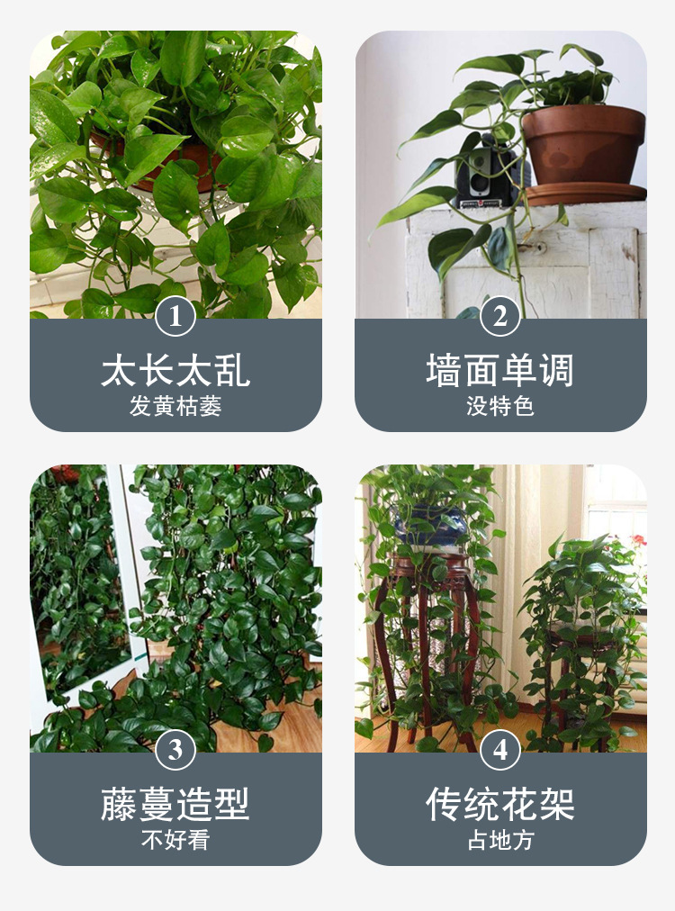 树叶款绿萝固定器绿植爬墙神器墙面西瓜藤蔓固定夹无痕绿植固定器详情9