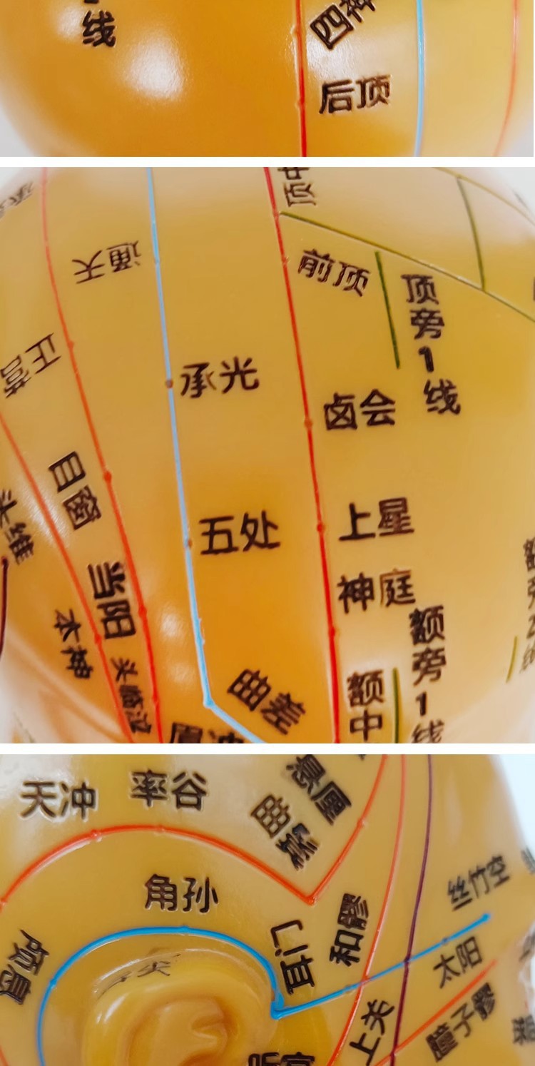 Head medical acupuncture practice model, traditional Chinese medicine acupoint meridian massage human body model, massage head model 21cm pic 8