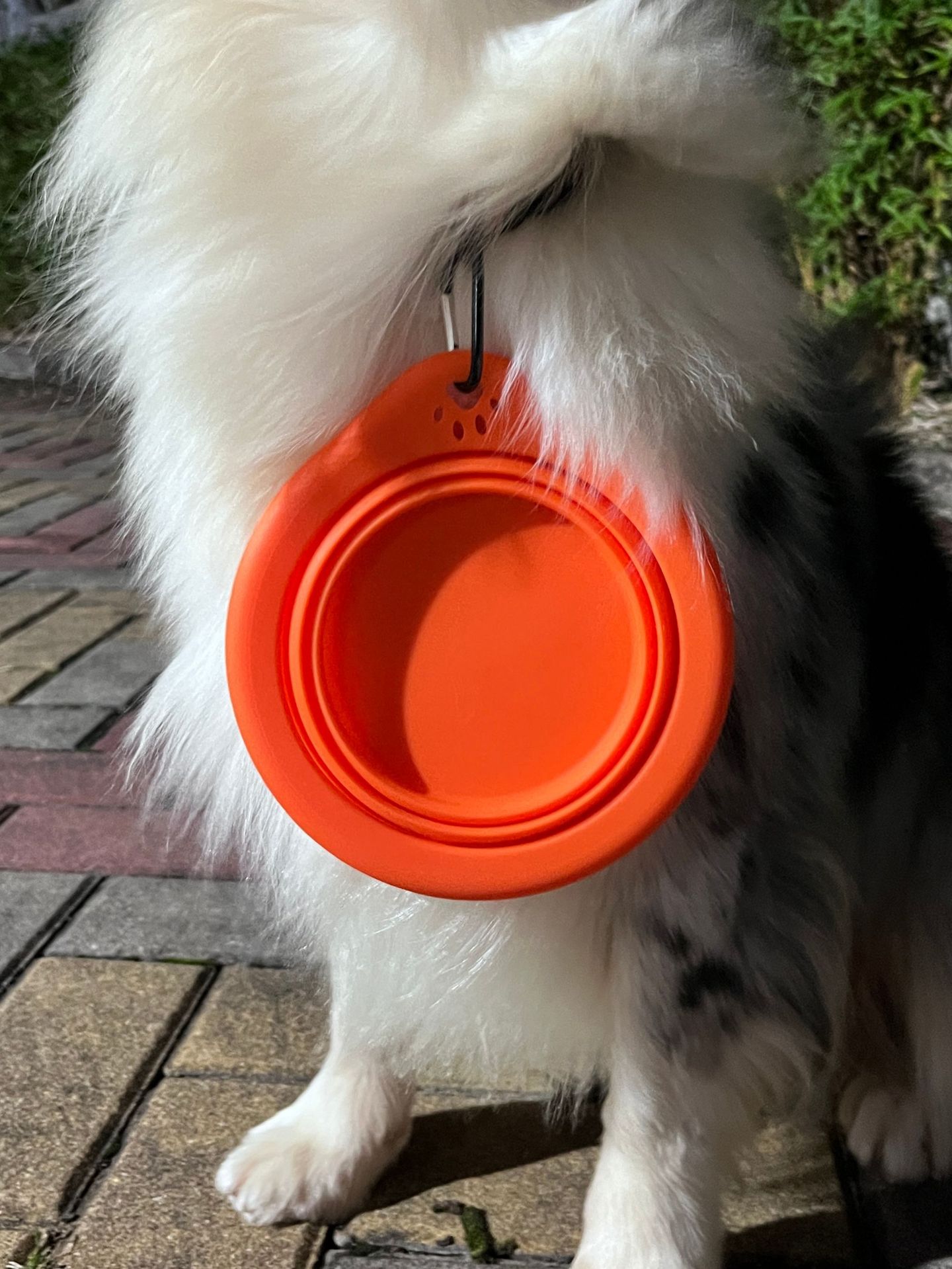 宠物用品圆形硅胶折叠碗宠物专用户外便携式狗盆喂食喝水猫碗狗碗详情8