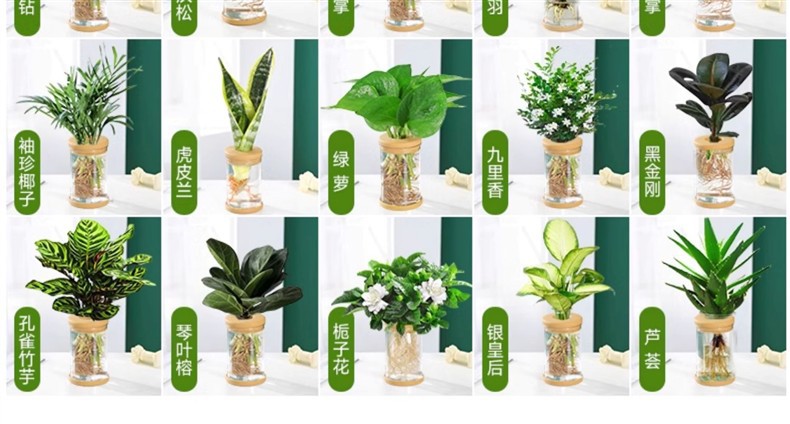 水培植物盆栽绿萝栀子花办公室内花卉小绿植四季好养多肉水养盆栽详情9