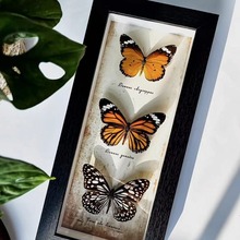 相框中空标本框木质玻璃立体黑色蝴蝶昆虫装裱自装摆台展示画框详情30