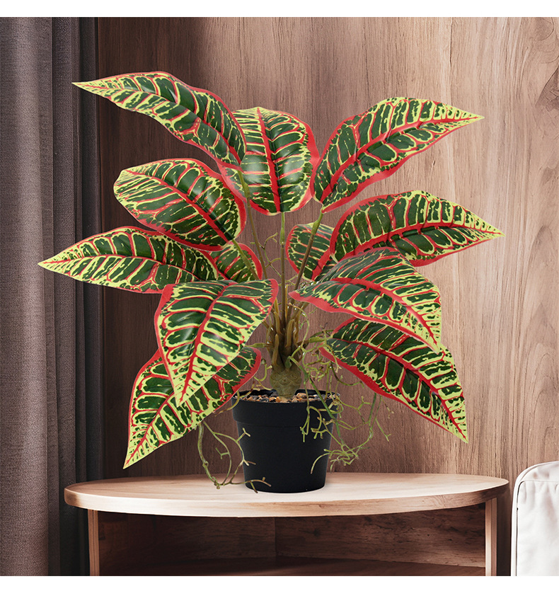 Indoor ornamental small potted plants with green leaves and red edges, succulents, flowers and green plants pic 5