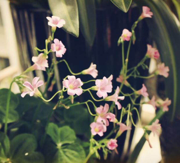 包邮小钱包零钱包韩国版拉链女式帆布艺可爱迷你硬币包耳机收纳袋详情1