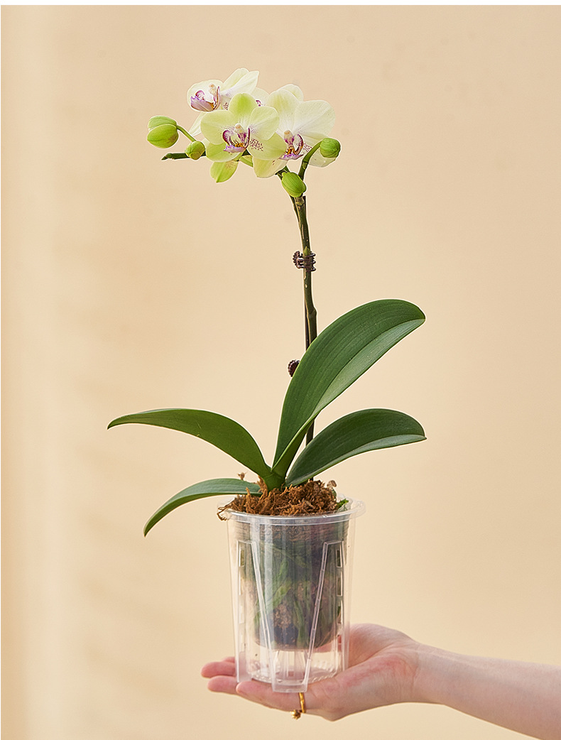 新款蝴蝶兰花盆控根盆透明青山盆文心兰盆透明塑料透气花盆兰花盆详情14