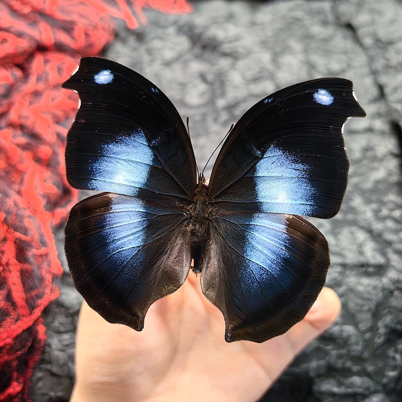 蝴蝶标本摆件真蝴蝶昆虫标本学生儿童创意生日礼科学认知科教玩具详情11