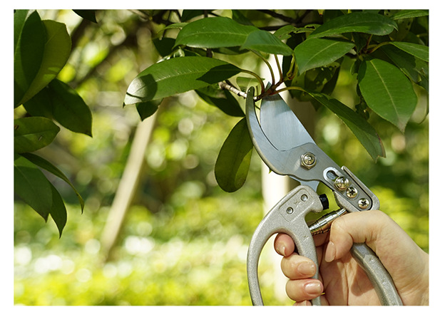 佰世园艺树枝剪修枝剪园艺剪刀果园花艺专用摘果剪园林工具剪批发详情12