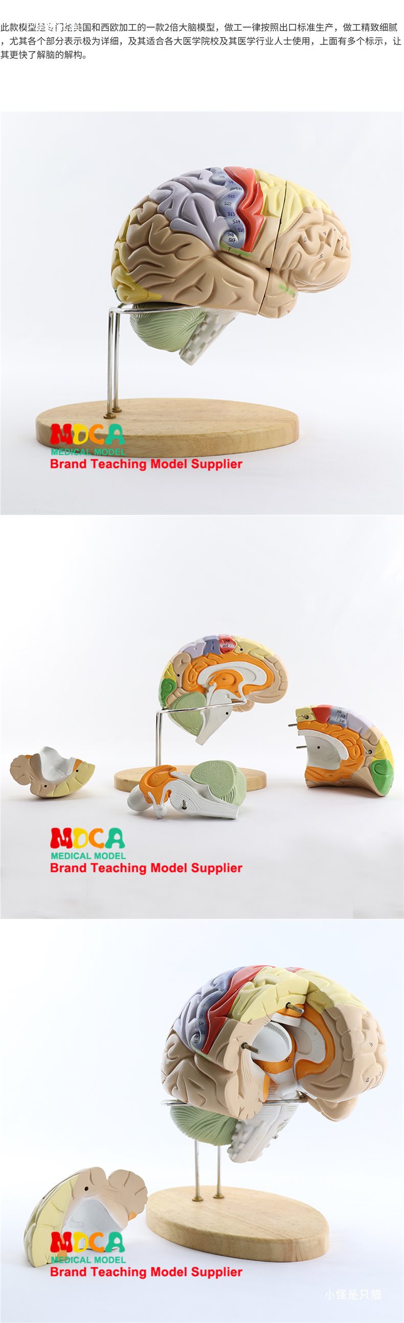 右半大脑解剖模型人体1:1神经皮质结构与功能分区医学教学详情9