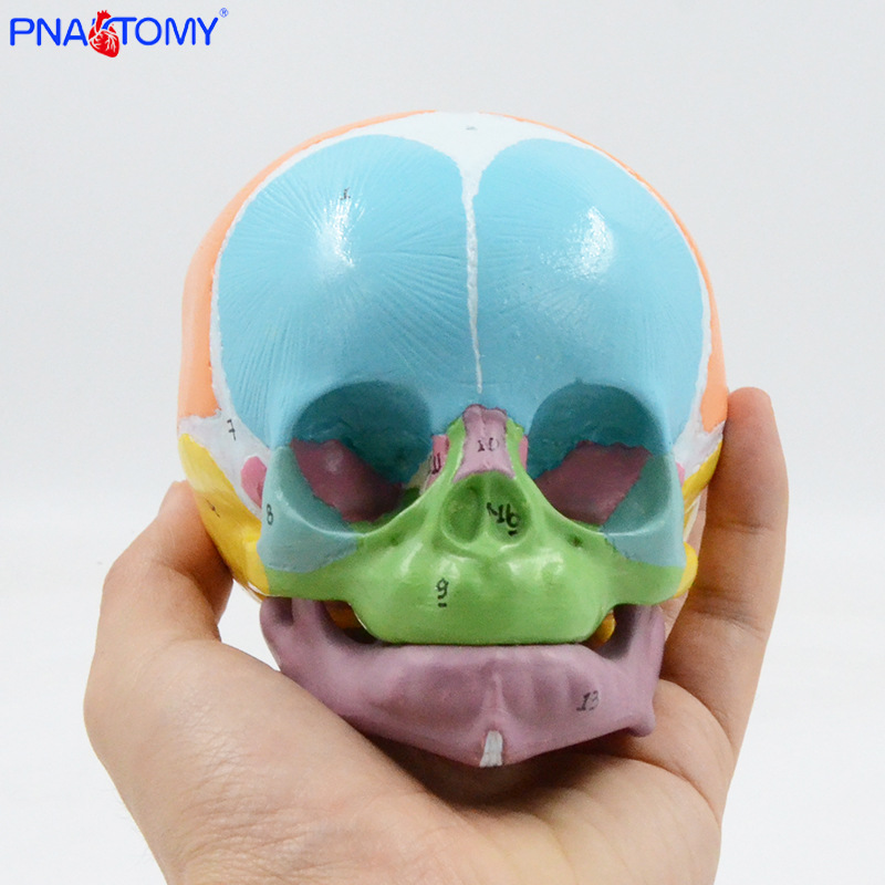 1:1 color baby skull model with digital marking, frontal fontanelle, mandibular anatomy teaching aid, medical display pic 2