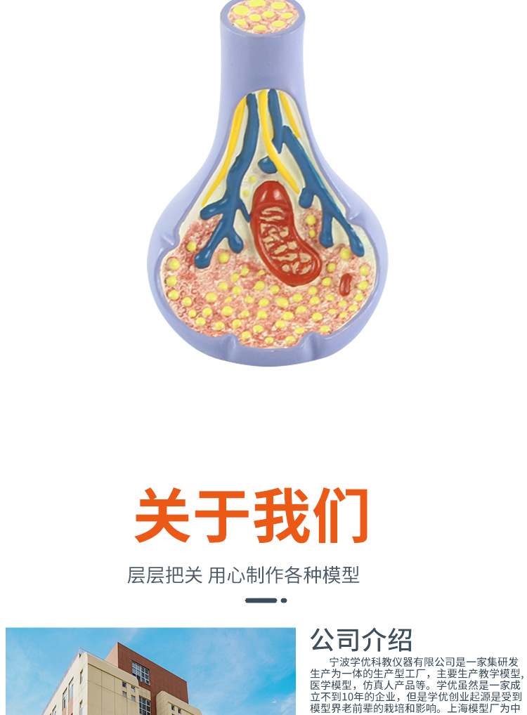 突触模型解剖人体内脏切面图教学人体模拟模型多功能科普教育用品详情10