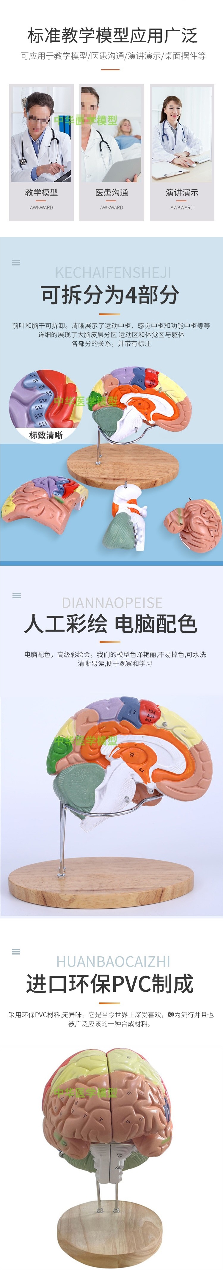 医学医学两倍放大版人体大脑神经解剖人脑端脑室功能区分模型详情1