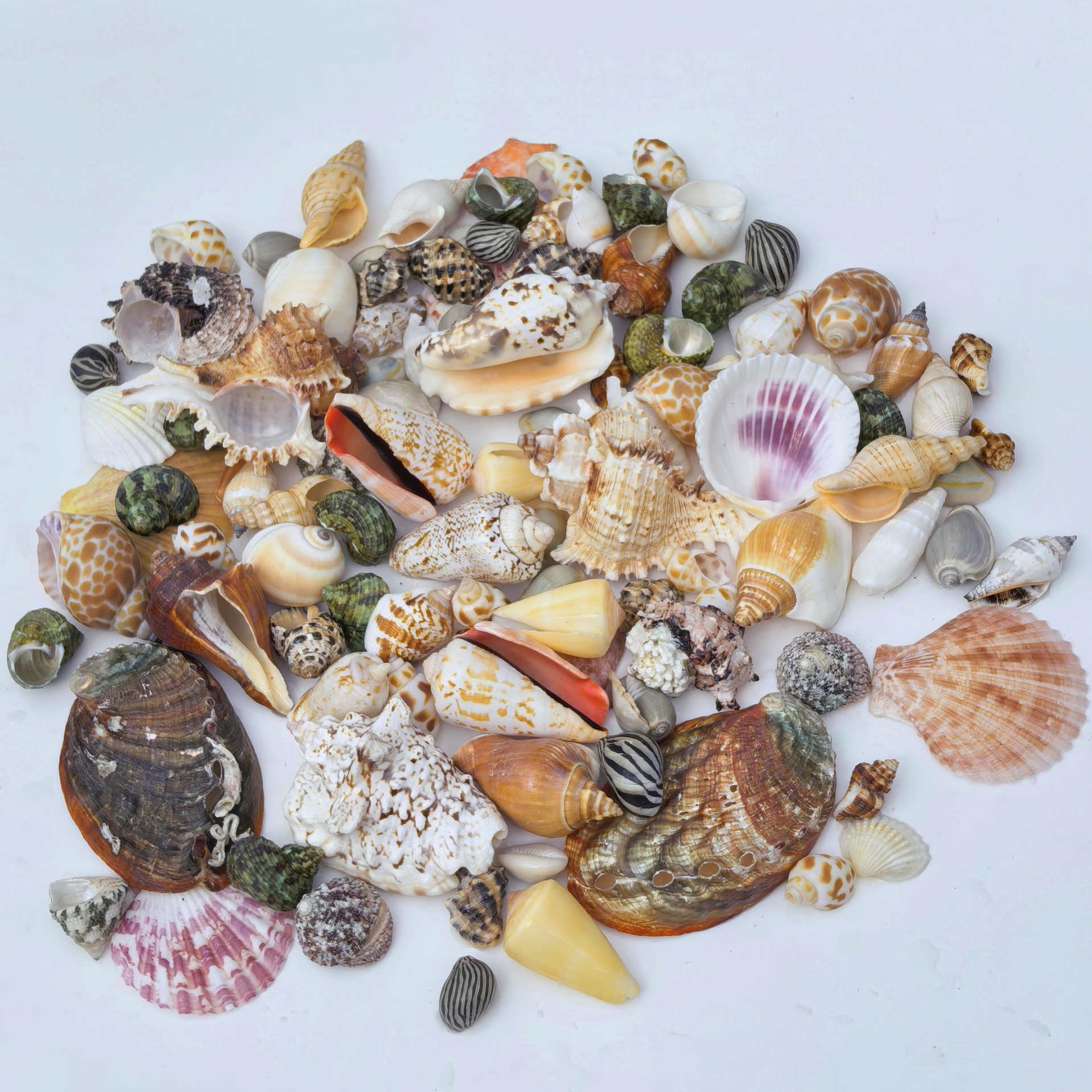 Large conch shells are sold by the pound. Large conch fish tank landscaping combination, handcrafted diy table setting, and decorative accessories pic 2