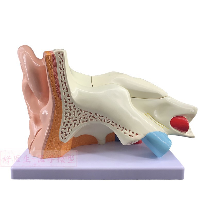 Ear model, desktop ear anatomy model, outer, middle and inner ear auditory system, ear structure, teaching medicine pic 16