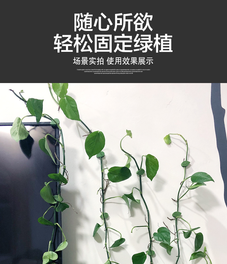 树叶款绿萝固定器绿植爬墙神器墙面西瓜藤蔓固定夹无痕绿植固定器详情11