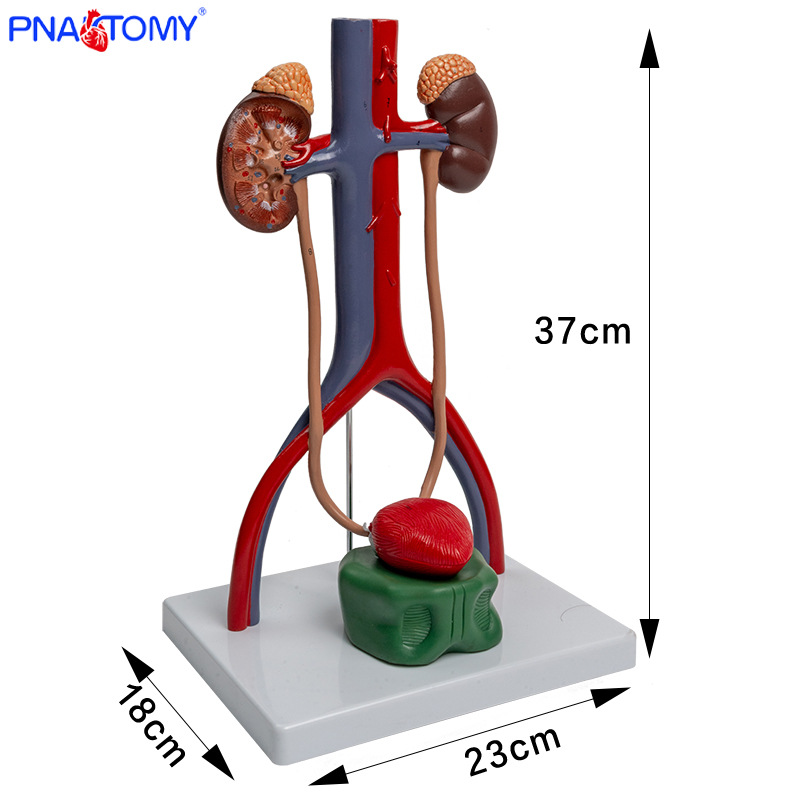 1:1 urogenital system model, kidney anatomy mold, bladder and ureter structure three-dimensional teaching pic 1