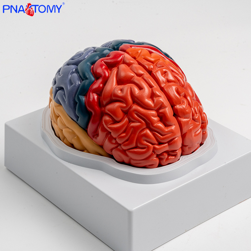 Anatomy of human colored brain structure, brain nerves, brain functions, cortical zoning model, Medical psychology, neurology pic 2