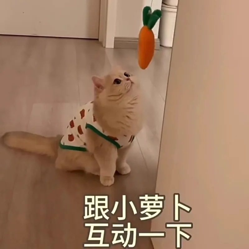 猫咪衣服小型犬防掉毛夏天背心夏季薄款猫布偶猫泰迪狗狗英美短蓝详情6
