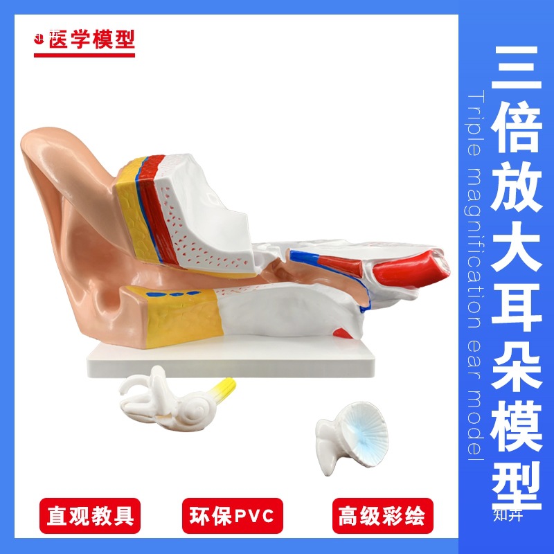 Ear model, desktop ear anatomy model, outer, middle and inner ear auditory system, ear structure, teaching medicine pic 6