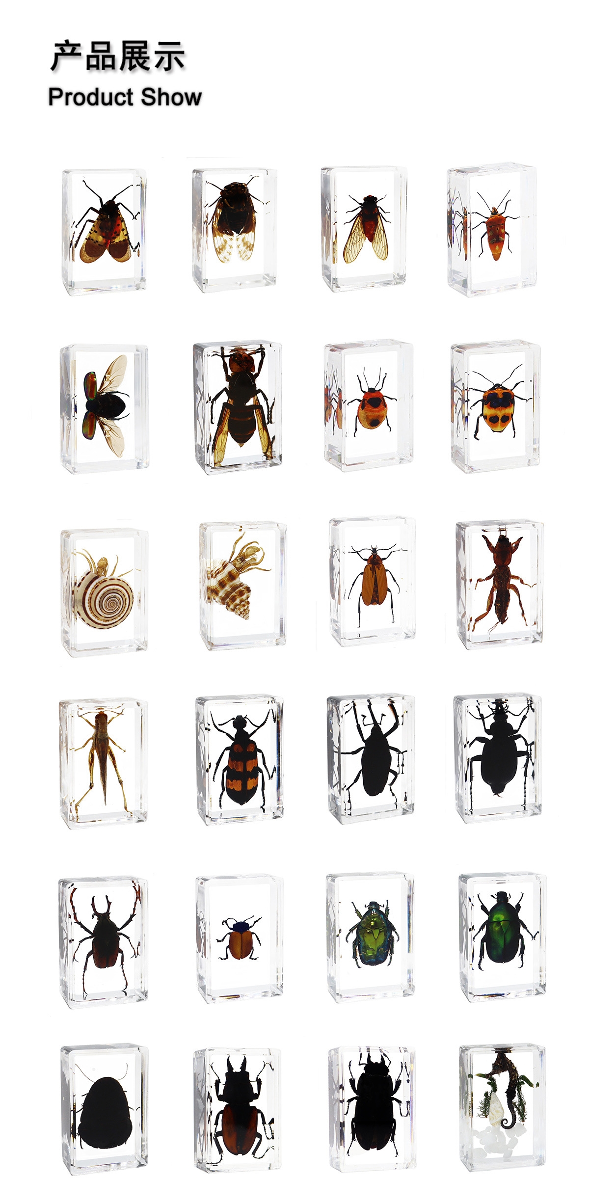 Zhenfang Craft Factory offers self-operated real insect specimens, biological science popularization teaching, ciphertext waybills, and cross-border one-piece consignment pic 5