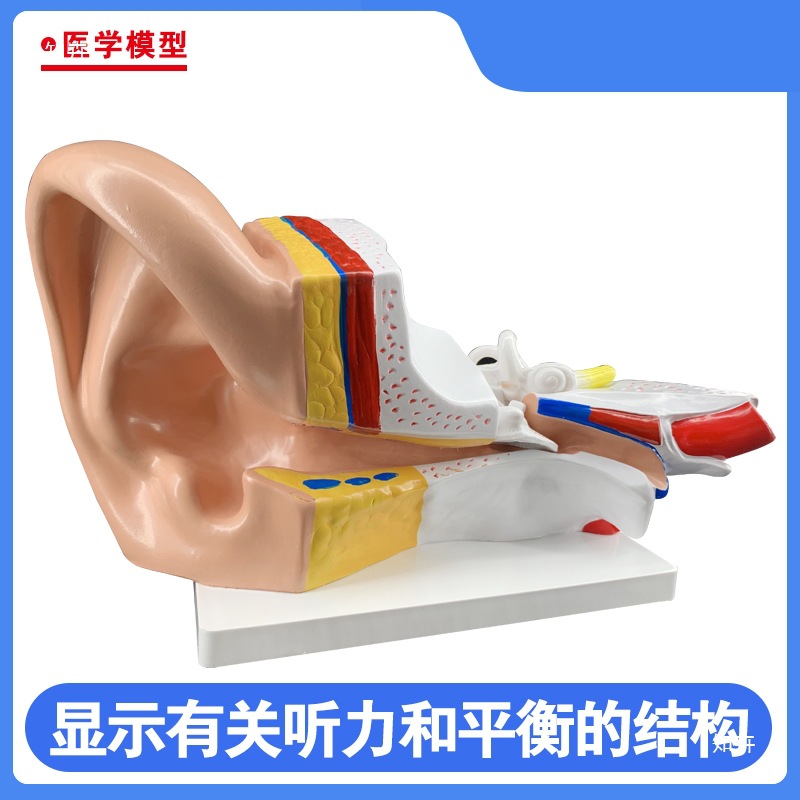 Ear model, desktop ear anatomy model, outer, middle and inner ear auditory system, ear structure, teaching medicine pic 7