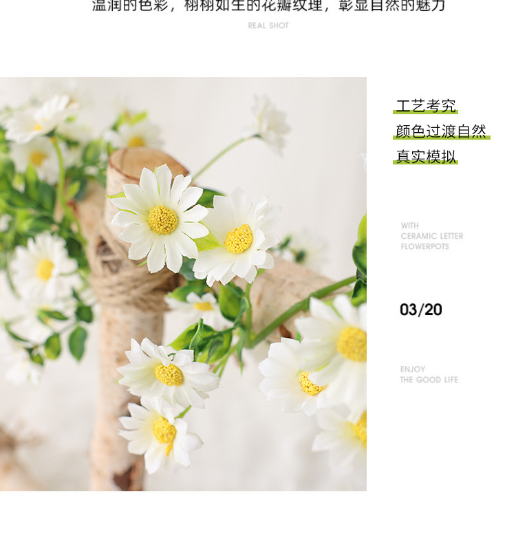 小雏菊---副本_22.jpg