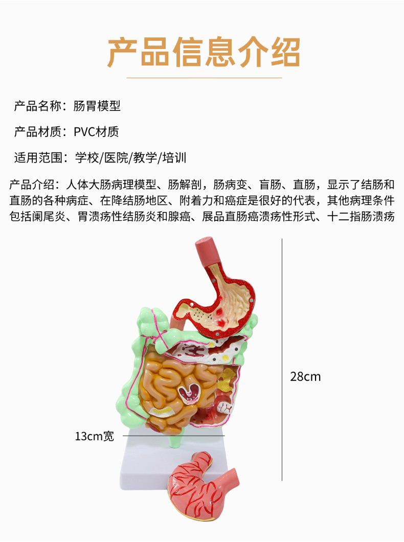 Human stomach anatomy model, traditional Chinese medicine teaching physical object, human stomach structure model, portable demonstration equipment, tuning fork to assist learning pic 2