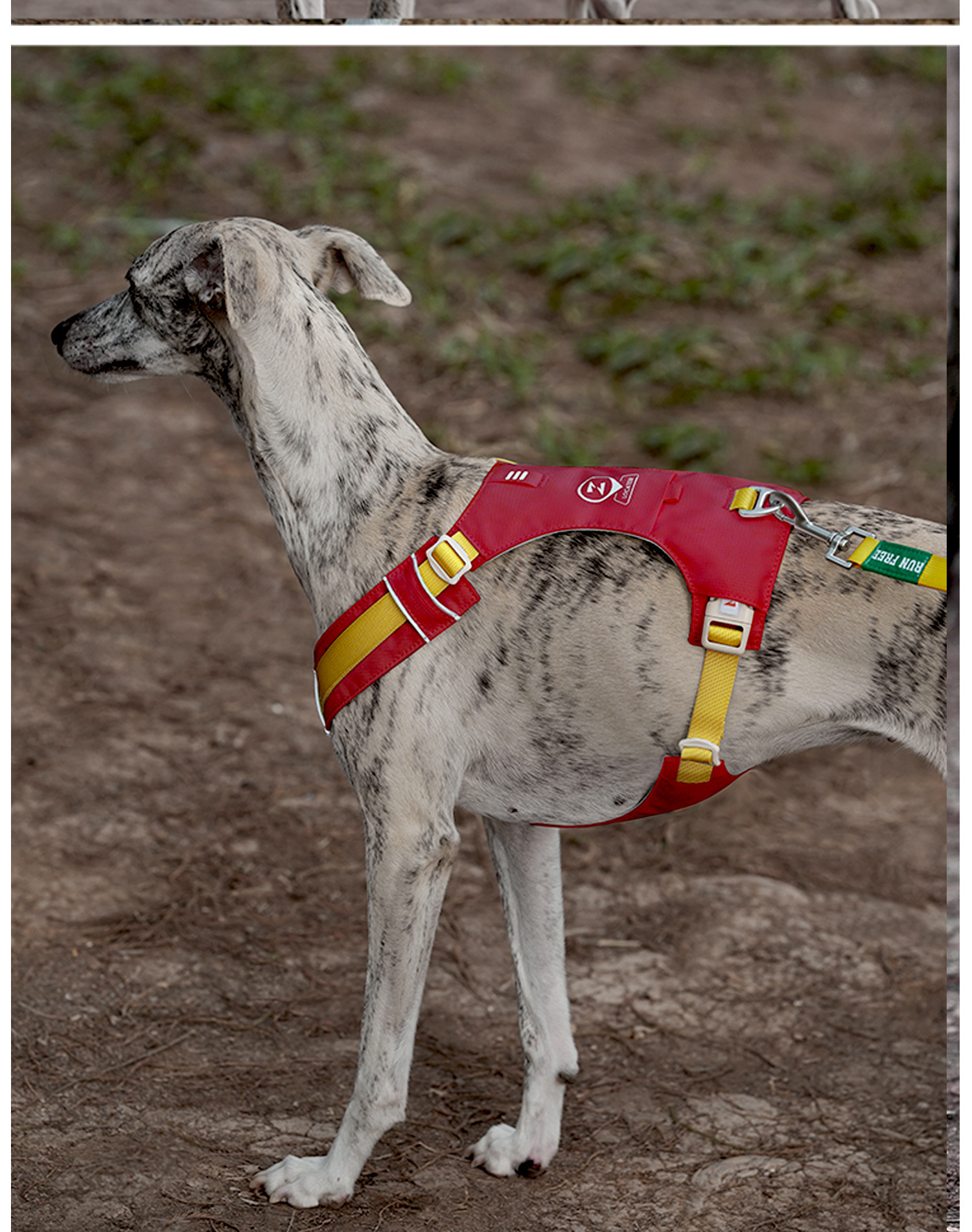 ZOOLAND狗狗胸背牵引绳遛幼小中大型犬泰迪柯基比熊边牧博美链子详情38
