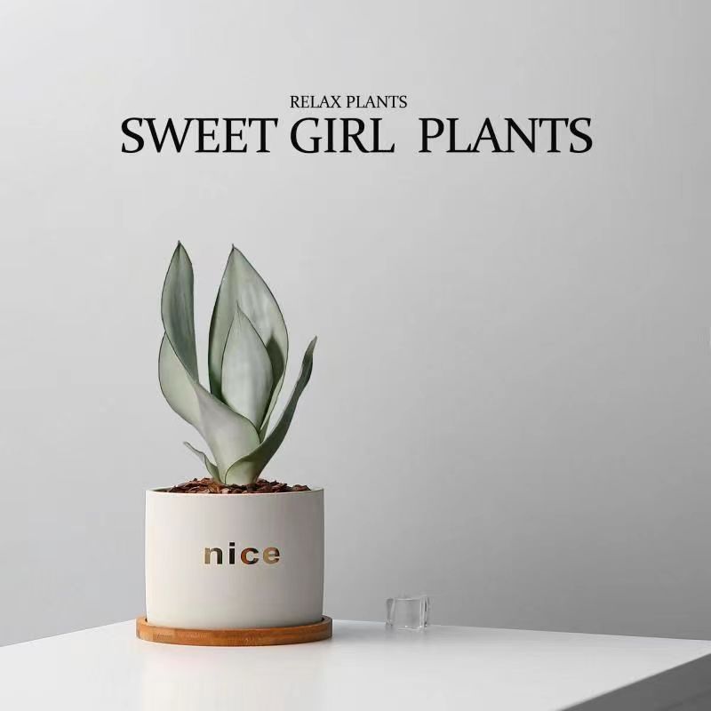 Five Blessings Money Tree small potted indoor plants, office desk small green plants potted plants, indoor flower potted plants pic 11