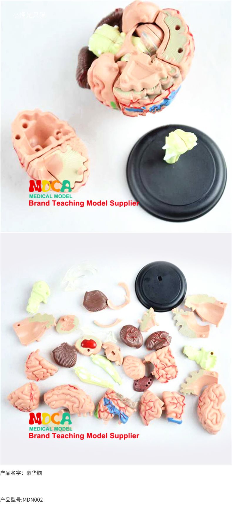 右半大脑解剖模型人体1:1神经皮质结构与功能分区医学教学详情7