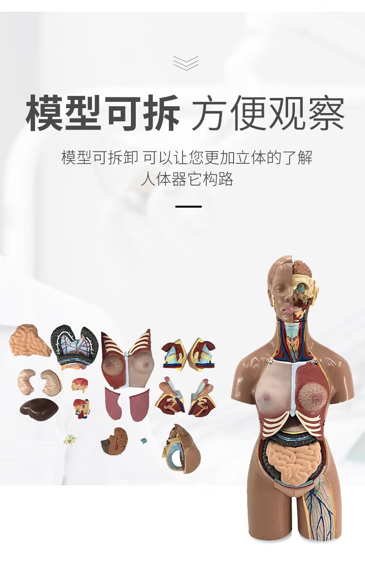 人体解剖模型高端专业医学系统神经结构内脏可拆卸骨骼躯干肌详情12