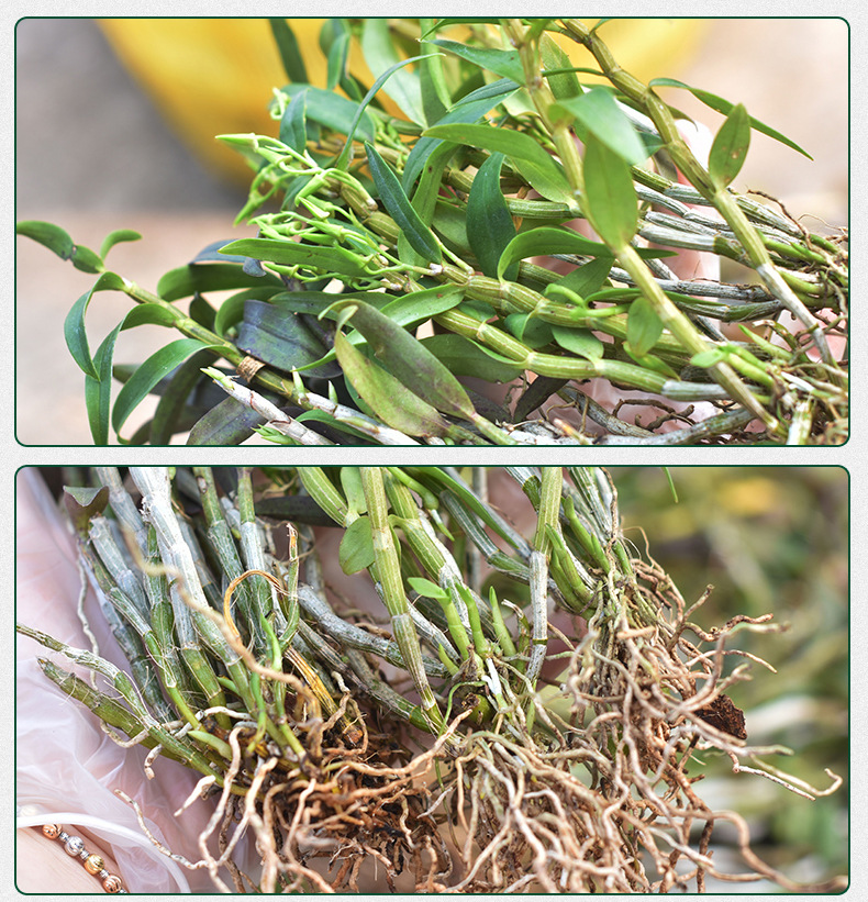 铁皮石斛苗裸苗1斤5-6月花期石斛基地批量发货种植新鲜发货大货详情3