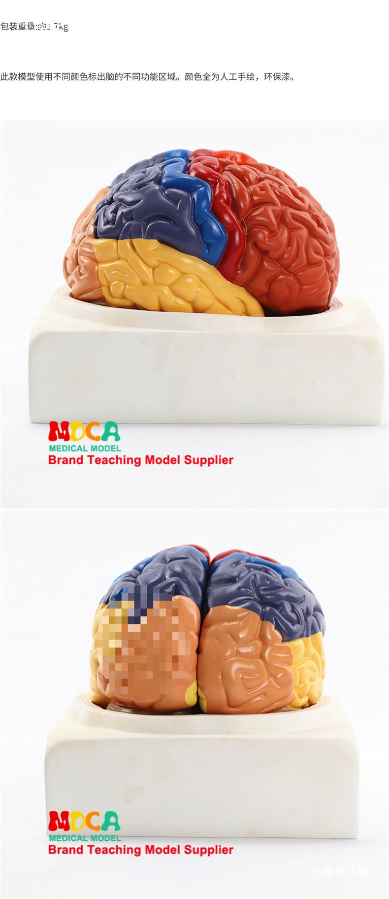 右半大脑解剖模型人体1:1神经皮质结构与功能分区医学教学详情11